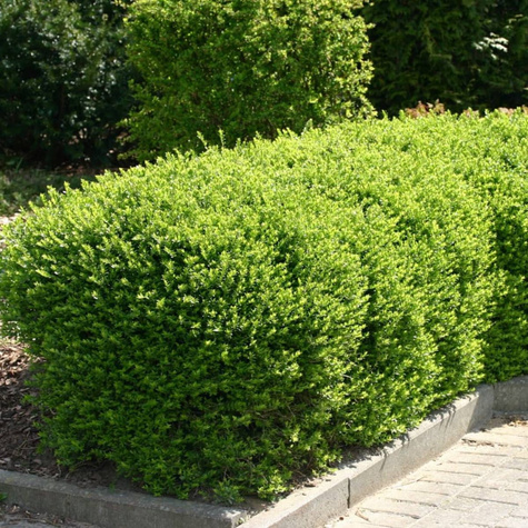 Suchodrzew chiński 'Moss Green' (C2)
