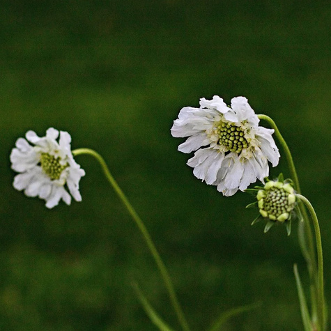Driakiew kaukaska Perfecta Alba