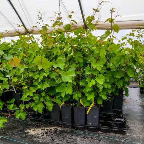 Winorośl winogrona Einset Seedless bezpestkowa