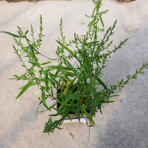 Aster wrzosolistny Alaska (C2)