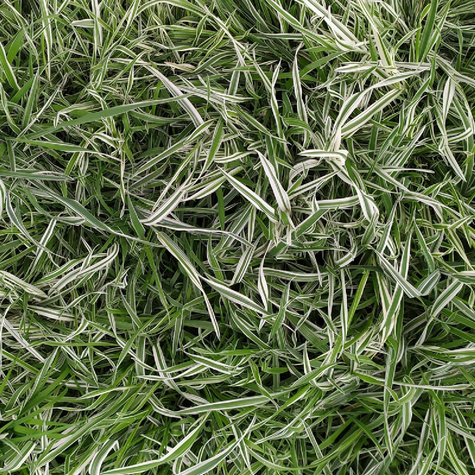 Kłosówka miękka Variegatus (C2)