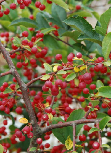 Jabłoń rajska Tringo Tina karłowa szczepiona na pniu