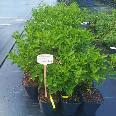 Krzewuszka cudowna Rosea