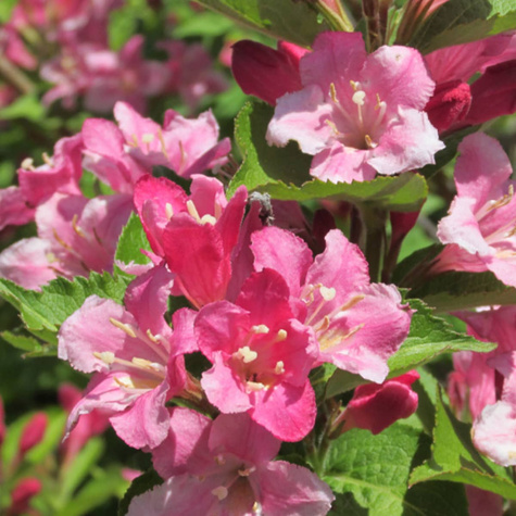 Krzewuszka wczesna Bouquet Rose (C2)