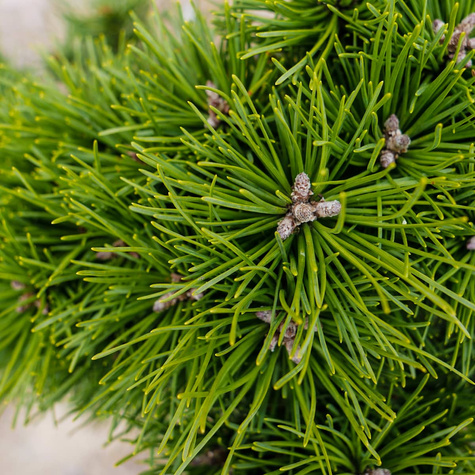 Sosna górska kosodrzewina Hnizdo szczepiona NP