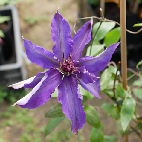 Powojnik Clematis wielkokwiatowy The President