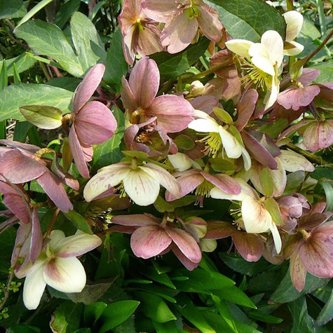 Ciemiernik hybrydowy Candy Love (C2)