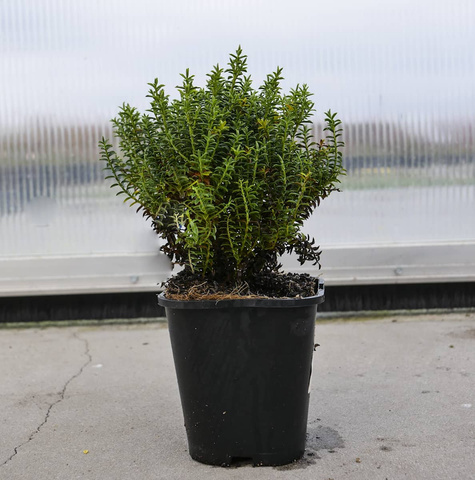 Hebe 'New Zealand' (C2)