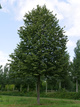 Lipa drobnolistna Greenspire (obw. 2-4cm)