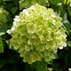 Hortensja bukietowa Limelight (C2)