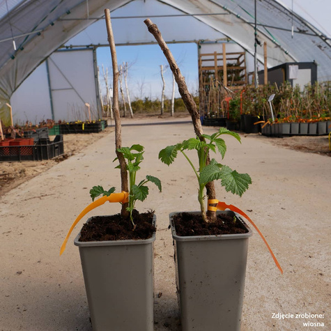 Malina czarna w doniczce (C2)