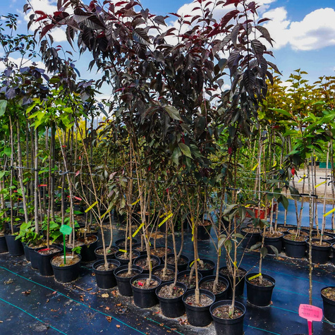 Wiśnia Piłkowana Royal Burgundy Krzaczasta NP