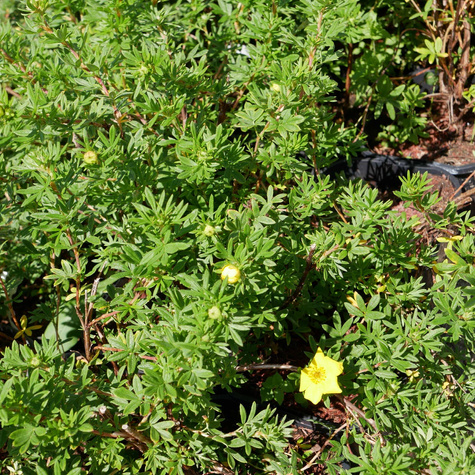 Pięciornik krzewiasty Farrerii