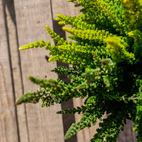 Zestaw 6 x Wrzos pospolity tricolor Trio Mix 3 kolorów sadzonki