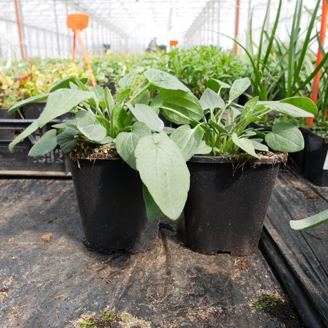 Rudbekia błyskotliwa Goldsturm Miododajna (C2)