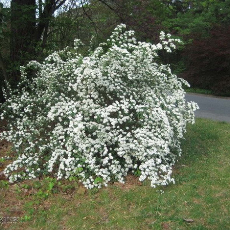 Tawuła nippońska Snowmound (P9)