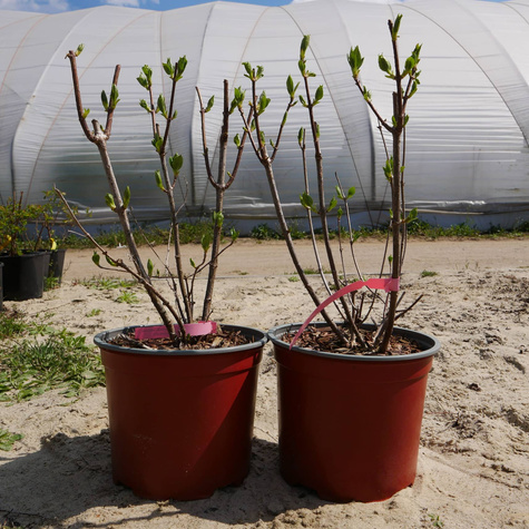 Hortensja bukietowa Kyushu (C2)