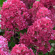 Hortensja bukietowa Samarska Lidia (C2)