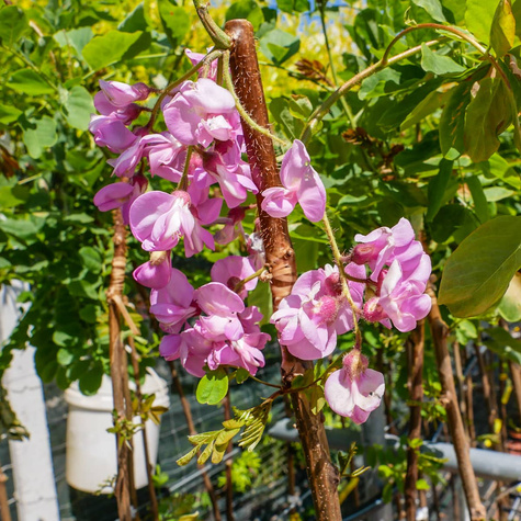 Robinia akacjowa Akacja fioletowa szczepiona na pniu miododajna