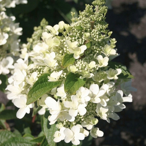 Hortensja bukietowa 'White Lady' (C2)