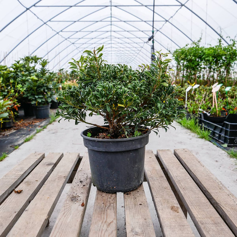 Pieris japoński Minor (C2)