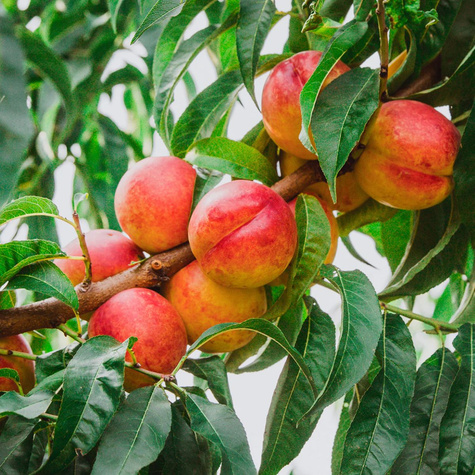 Nektaryna Durbin Plant Pack