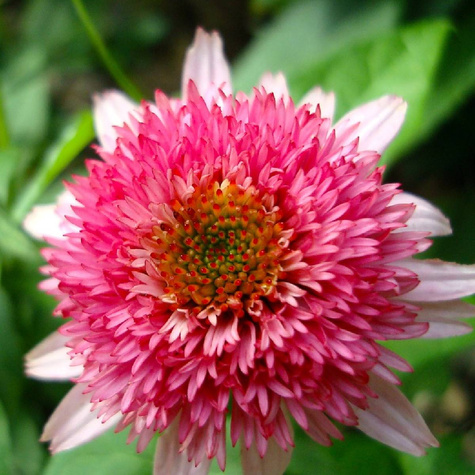 Jeżówka Southern Belle Karmazynowa