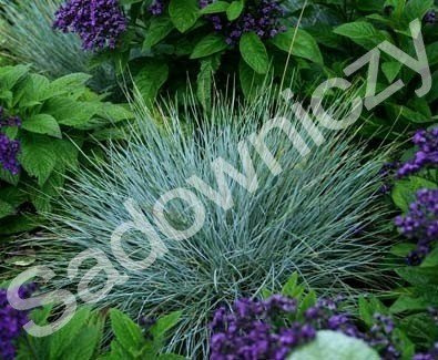 Owsiczka owies wiecznie zielona