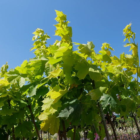 Klon pospolity Priceton Gold szczepiony na pniu Pa180