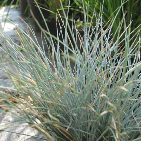 Wiechlina Poa Blue Hills