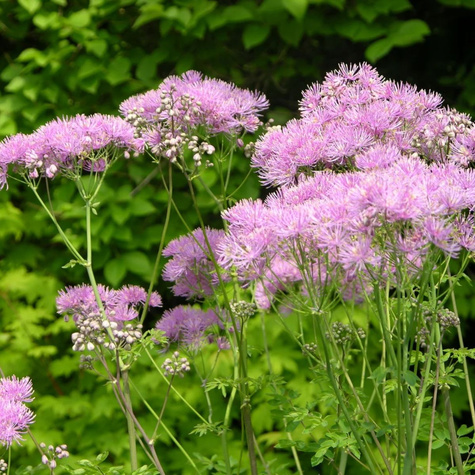 Rutewka orlikolistna (C2)