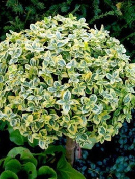 Trzmielina Fortune'a Emerald Gaiety na pniu (C2)