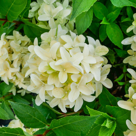 Hortensja bukietowa 'Skyfall' (C2)