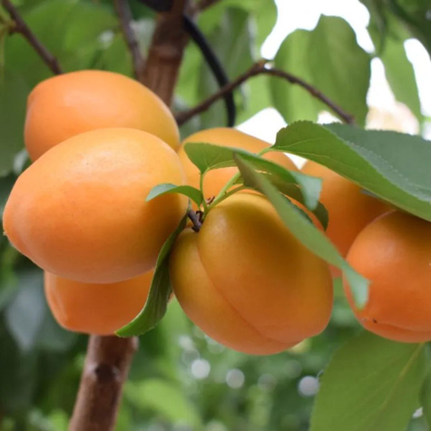 Zestaw 4 drzewek kolumnowych samopylnych do małego ogrodu