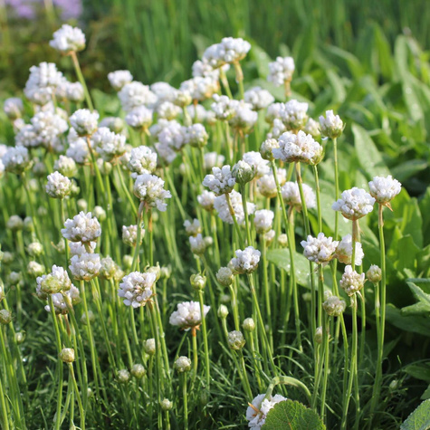 Zawciąg nadmorski Alba zimozielony obfite kwitnienie (C2)