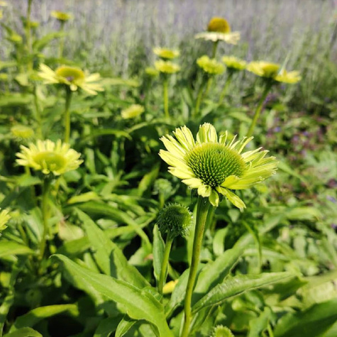 Jeżówka purpurowa Verdana (C2)