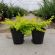Berberys Thunberga Bonanza Gold (C2)
