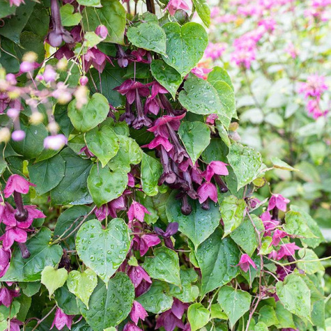 Rodochiton purpurowy 5szt. nasion