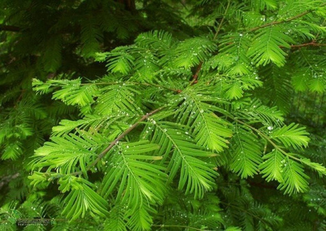 Metasekwoja chińska (C2)