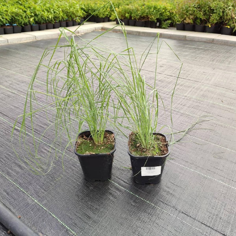 Miłka Blue Eros (C2)