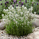 Zestaw Lawenda wąskolistna lekarska Edelweiss 6 szt