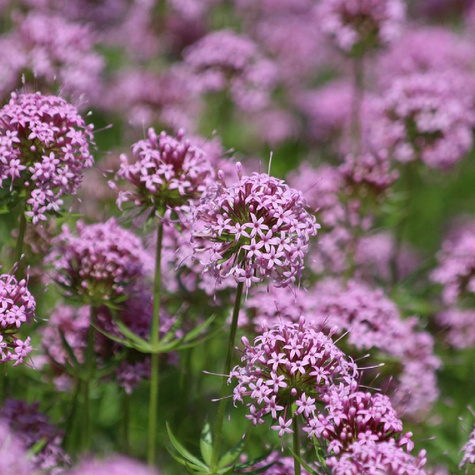 Kozłówka długoszyjkowa (P9)