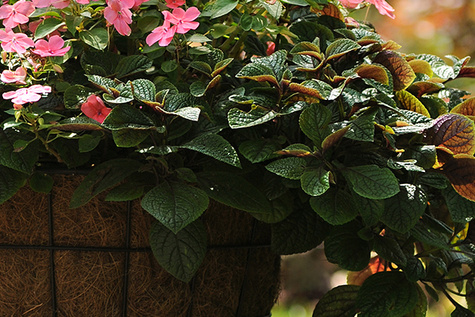 Komarzyca ciemna Nico Plektrantus odstrasza komary