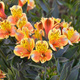 Alstremeria ogrodowa Lilia Inków Summer Breeze (C2)