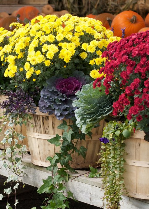 Kapusta Ozdobna Karbowana fioletowa SADZONKA Królowa Jesieni