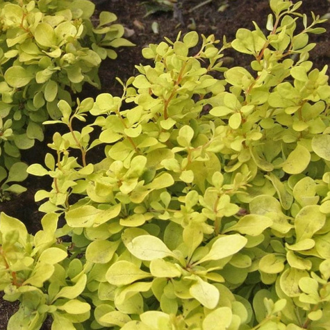 Berberys Thunberga Golden Zwerg (C2)