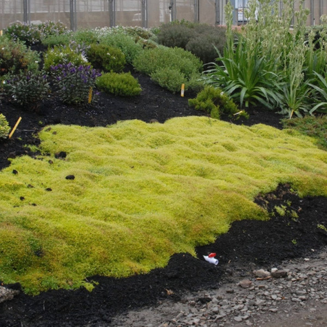 Karmnik ościsty Aurea (C2)