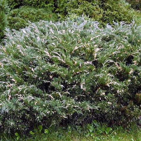 Jałowiec płożący Andorra Variegata