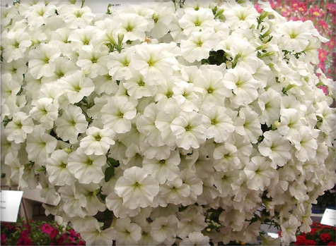 Surfinia biała NOWOŚĆ Sadzonka