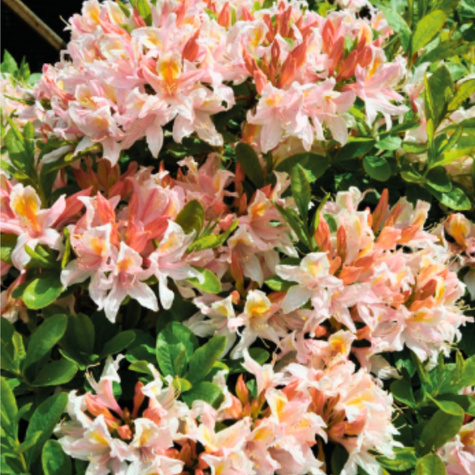 Azalia wielkokwiatowa wielobarwna (C2)